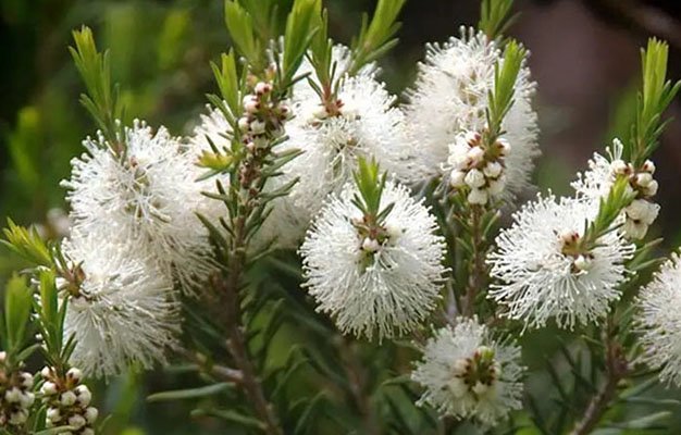 Planta con flores blancasDescripción generada automáticamente